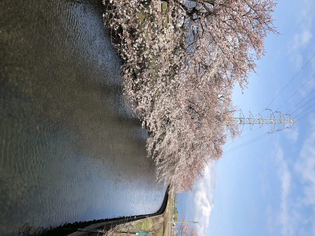 拾ヶ堰と桜