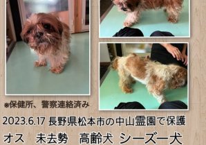 【拡散希望】6月17日長野県松本市中山霊園で犬を保護