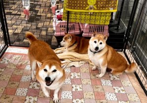 綿半スーパーセンター松本芳川店さまで保護犬猫譲渡会を開催させていただきました🐕🐈