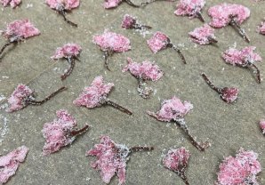 現在デザートに桜の飾りをつけてます🌸